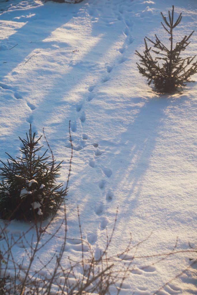 A trail of small animal footprints winds between young evergreen trees