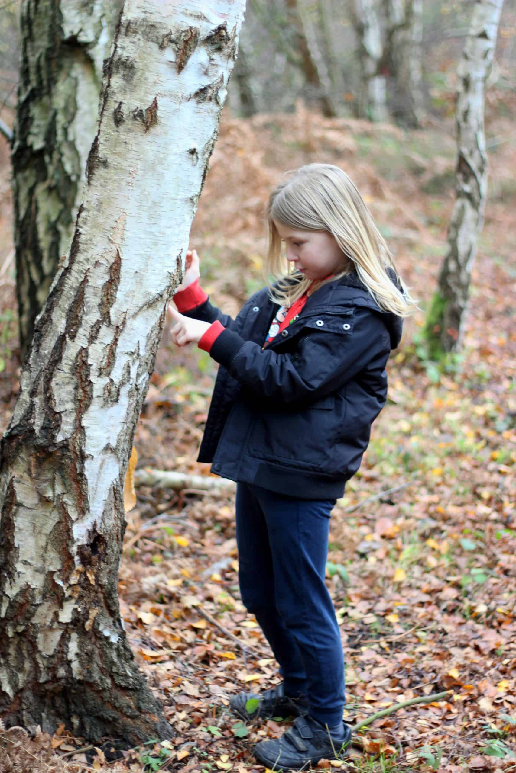 a young blonde girl standing in an autumn forest, closely examining the textured bark of a birch tree.