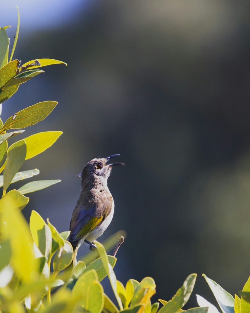 a small bird perched on a leafy branch in bright sunlight, captured mid-song