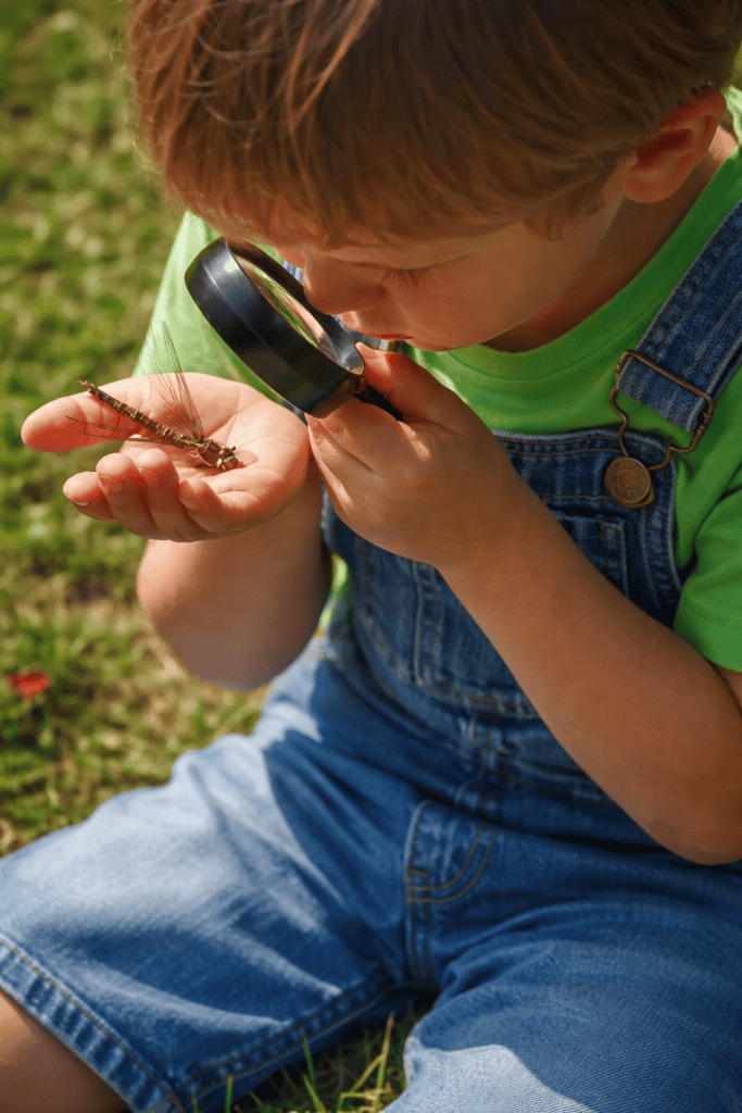 a young child closely examining a dragonfly through a magnifying glass on a sunny day.