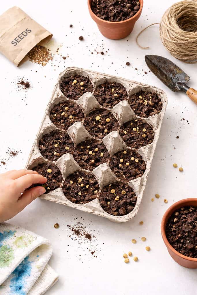 A cut section of a recycled cardboard egg carton, with each cup filled with dark, slightly moist soil