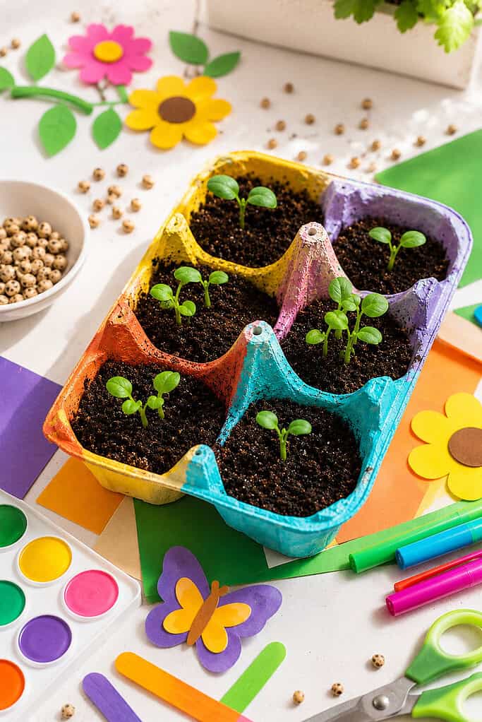 an open recycled cardboard egg carton transformed into a seed starter tray