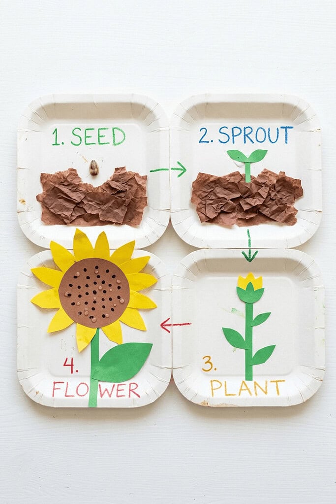 A kid-friendly paper plate craft showing the sunflower life cycle stages: seed, sprout, young plant, and mature flowering plant.