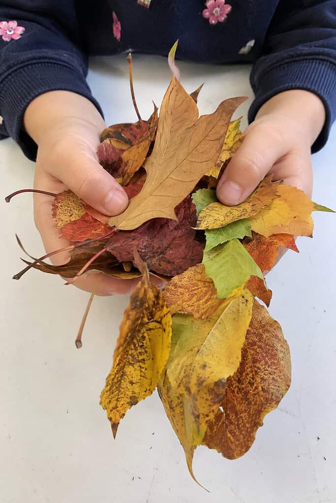 A child's hands holding a pile of gathered autumn leaves in different shapes and colors